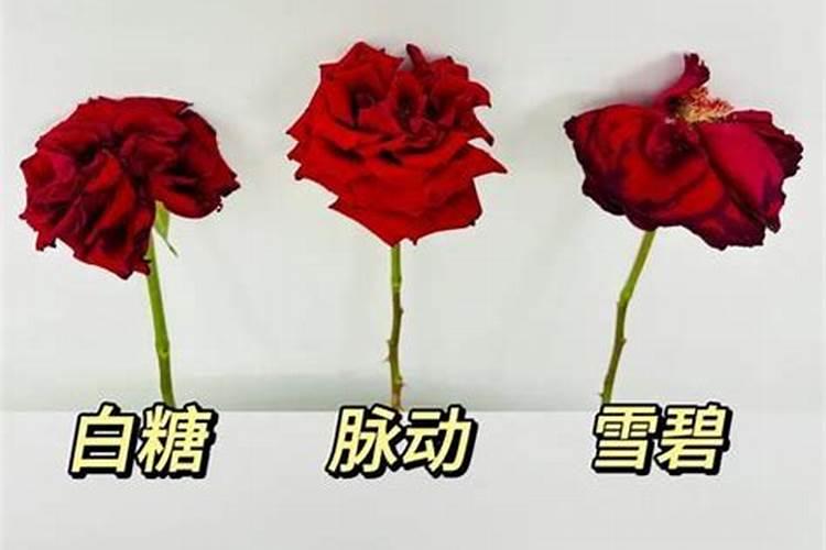 多头玫瑰花压营养枝以后浇什么肥