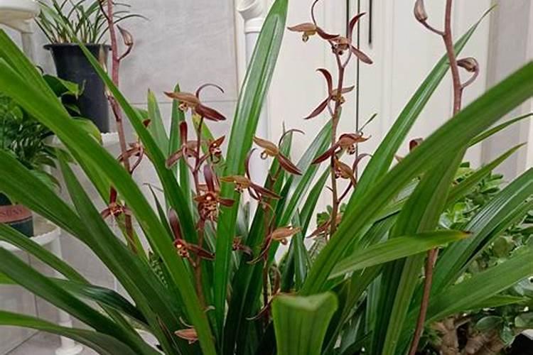 墨兰施肥方法 墨兰如何施肥