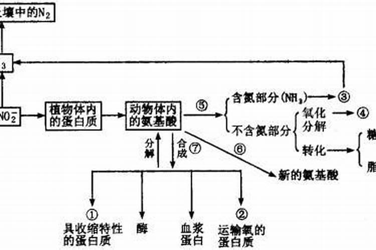 为了促使大豆再生长过程中植物体内蛋白质的生成,施加的化肥种类是什么...