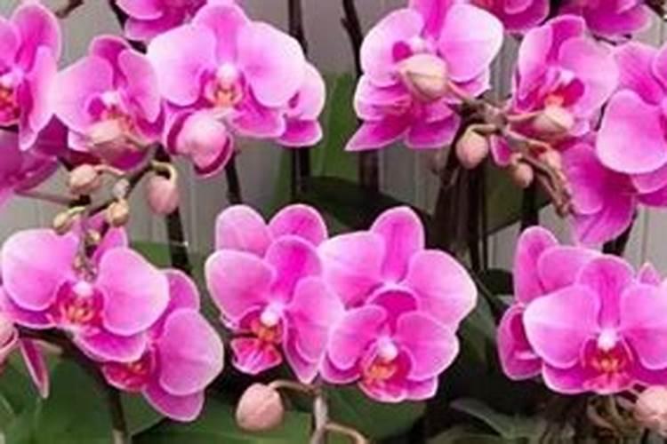 蝴蝶兰喜肥吗 喜欢施什么肥料