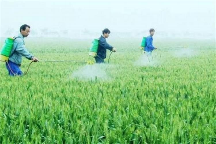 土豆播种,应该怎样施足底肥产量高？