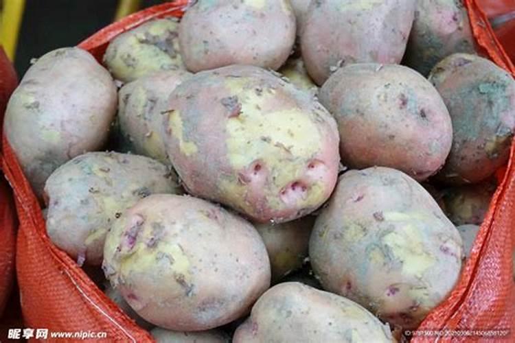 土豆种植技术