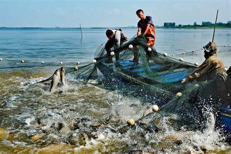 为什么种植油菜要增施硼肥？增施硼肥的好处有哪些？