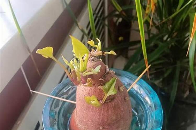 果树施硼肥怎么操作？果树施硼肥有什么用？