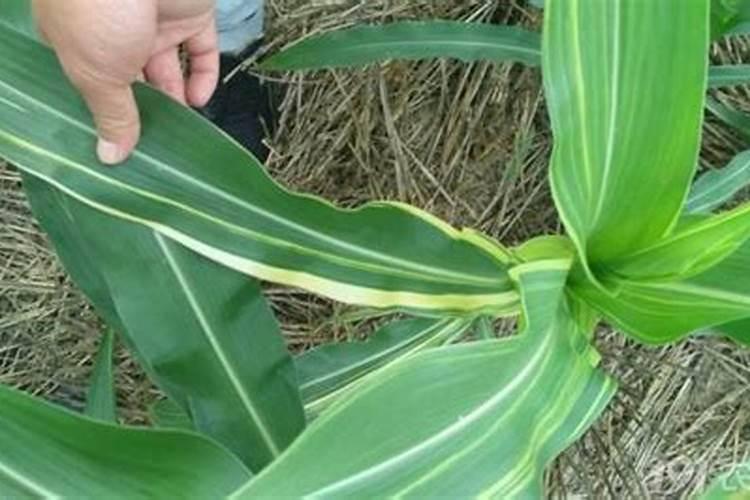 玉米几片喷施锌肥？