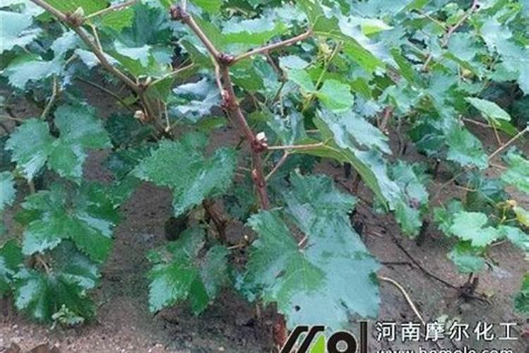 山药放在冰箱上糖化吗