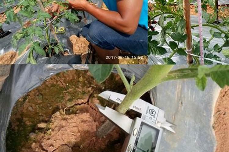 合理的追肥满足番茄生长的营养,番茄种植该怎么追肥？