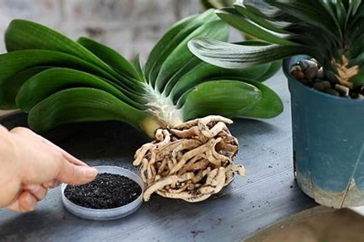 君子兰的养殖方法和注意事项