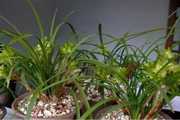 尿素可以浇兰花吗