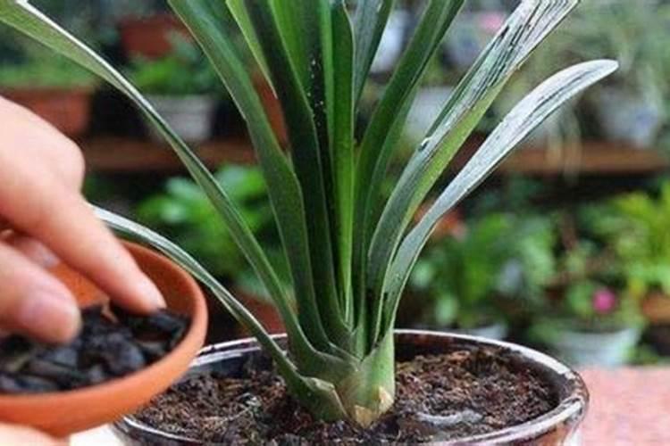 刚换盆的绣球小苗可以施水溶肥吗