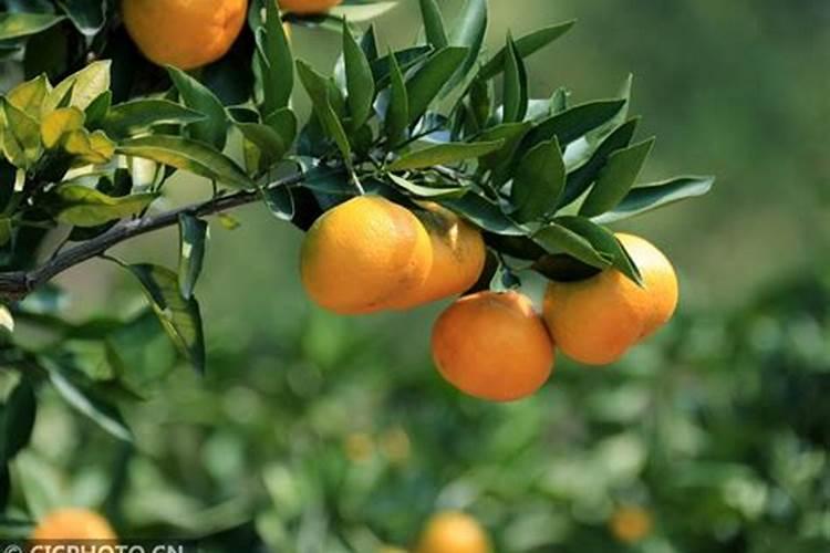 柑橘树叶子变黄,有的整棵死亡并且没有发现害虫是什么原因？