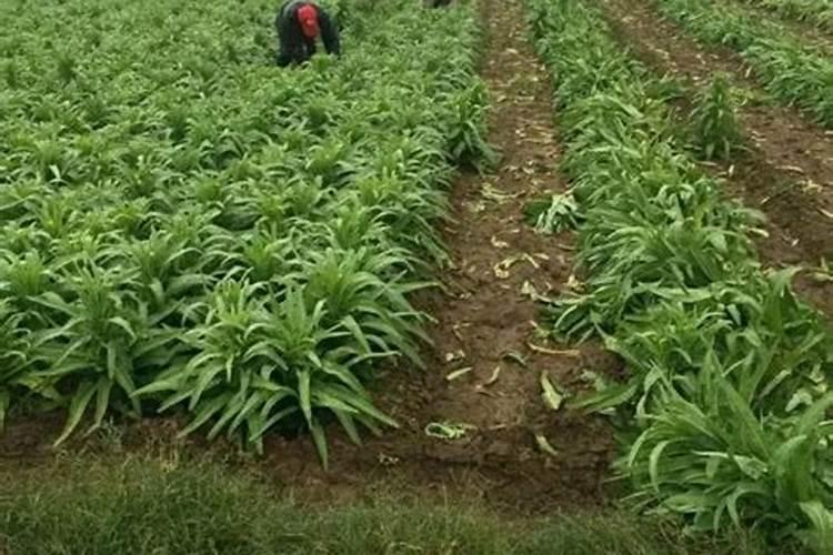 钾肥的作用是什么