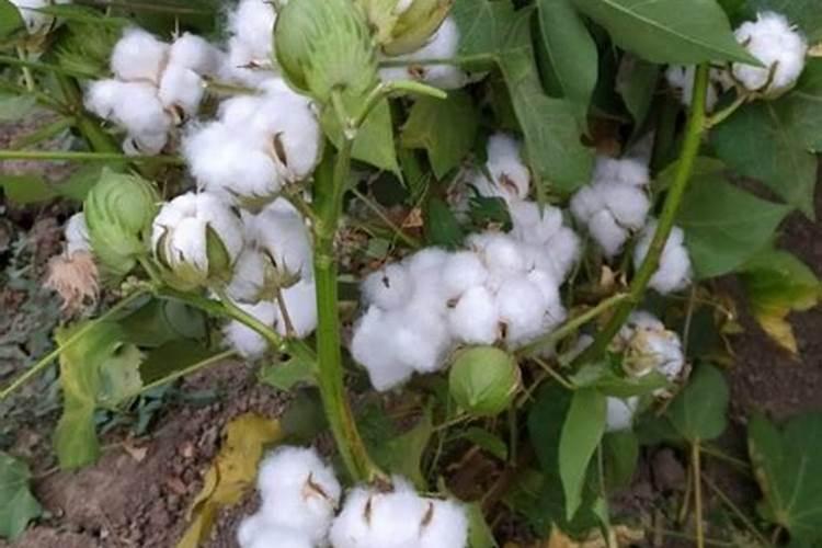 种棉花需要氮磷钾的比例是多少