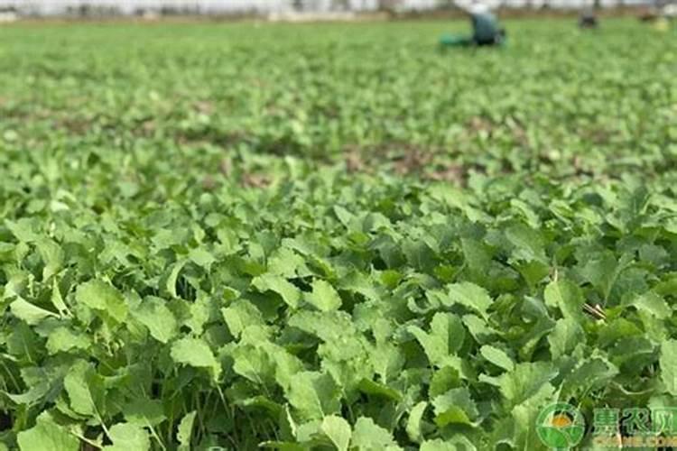 茶花用什么肥料最好,怎么施肥