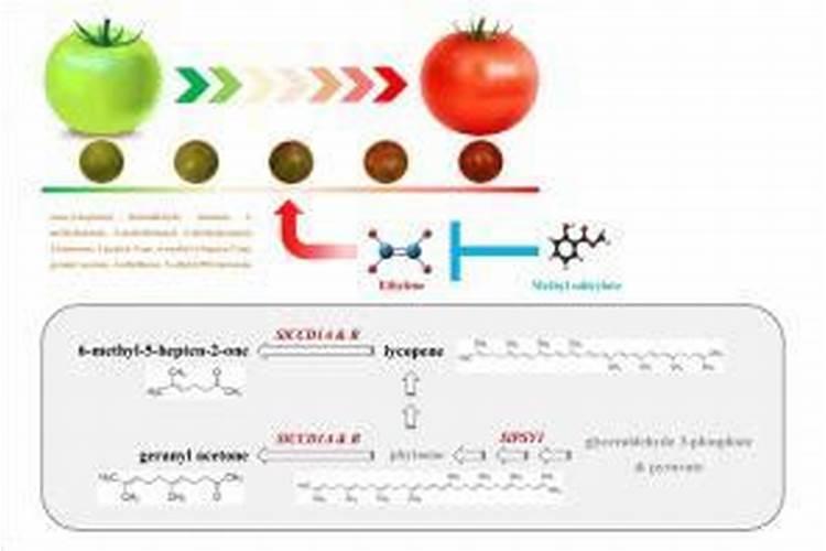 叶面喷施用氨基酸水溶肥好海绿素哪个好