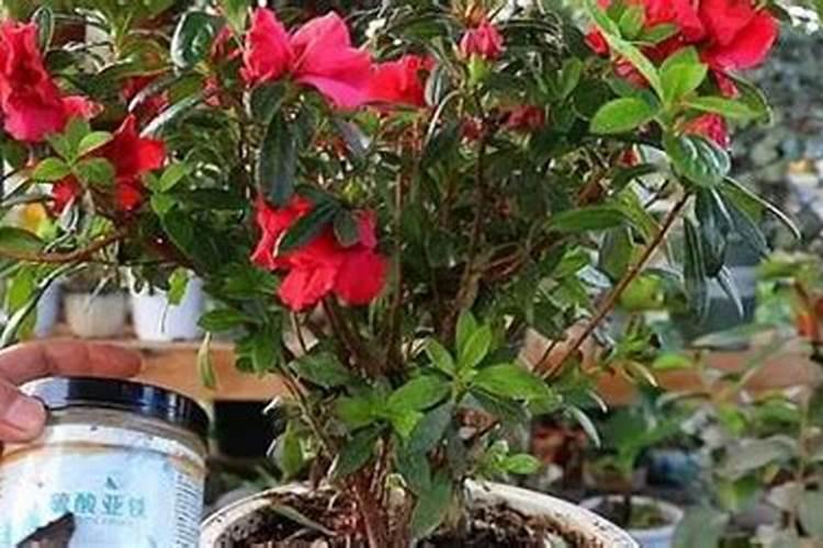 杜鹃花可以施氮肥吗