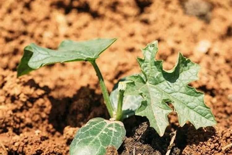 烟草打什么药好