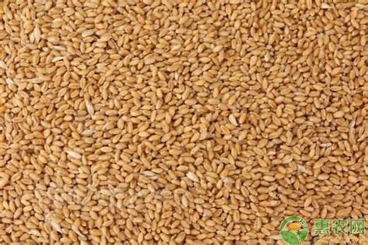 小麦复合肥十大名牌