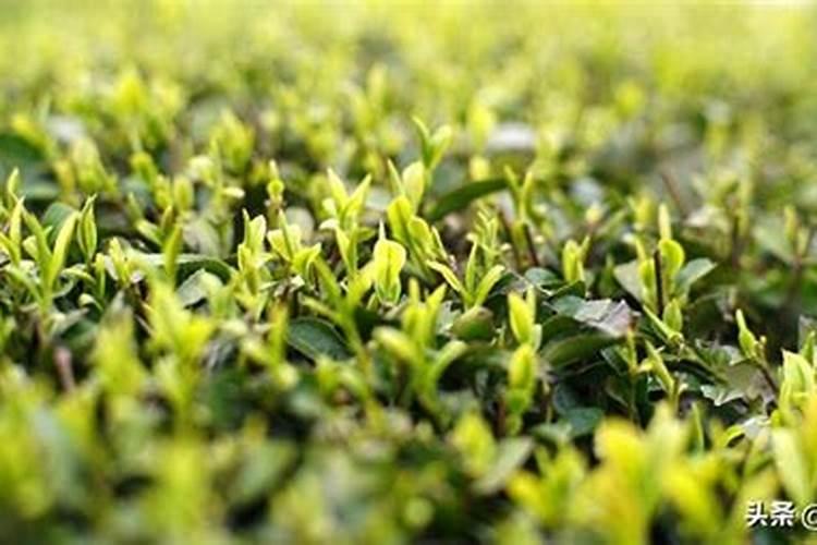 黄泥土适合种什么蔬菜