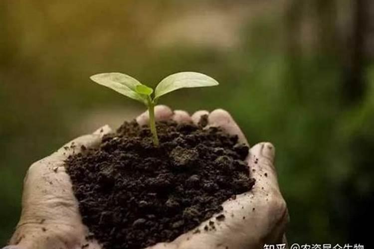 如何种月季花用生根粉