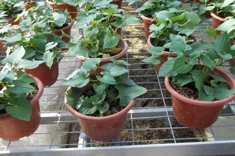 鱼腥草怎么种植