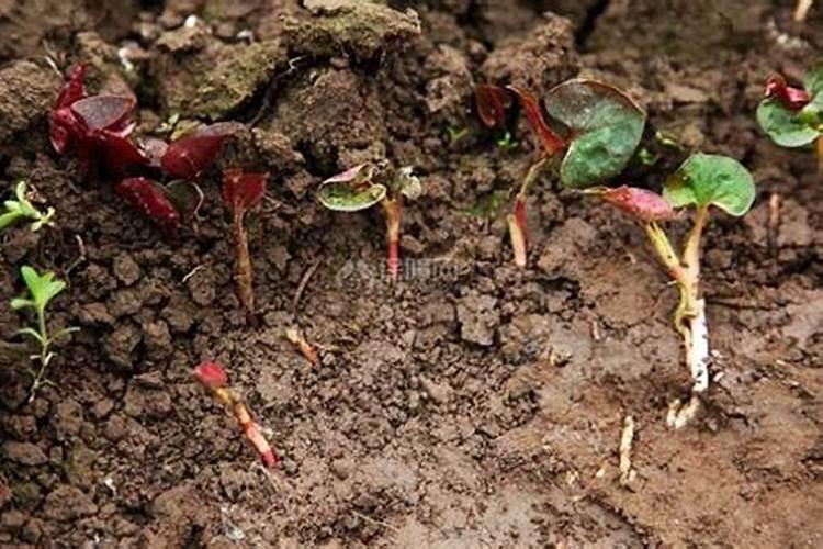 鱼腥草怎么样种植