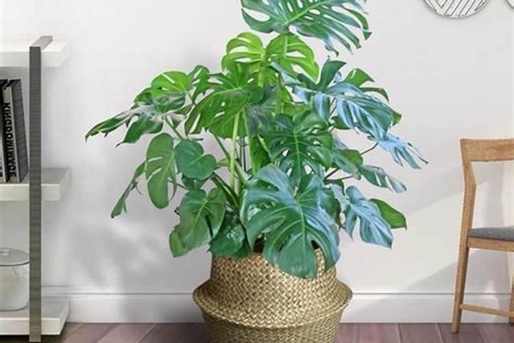 龟背竹施什么肥好,龟背竹施氮磷钾肥最好