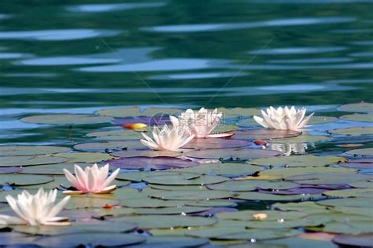 红薯浇水的正确方法