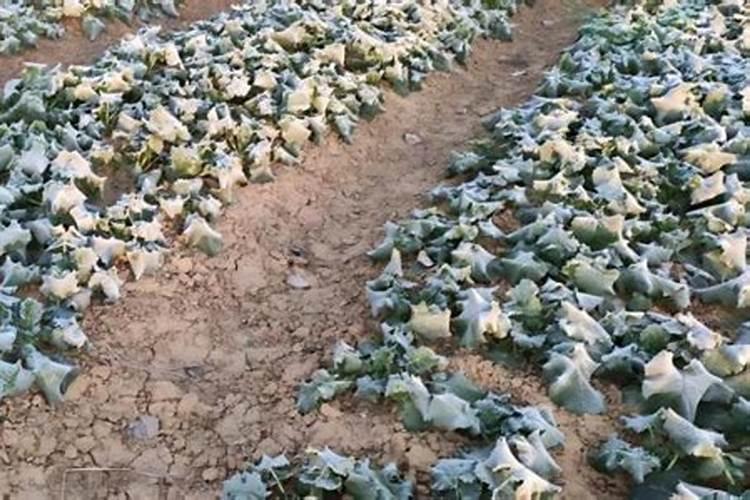 西红柿浇水施肥的正确方法