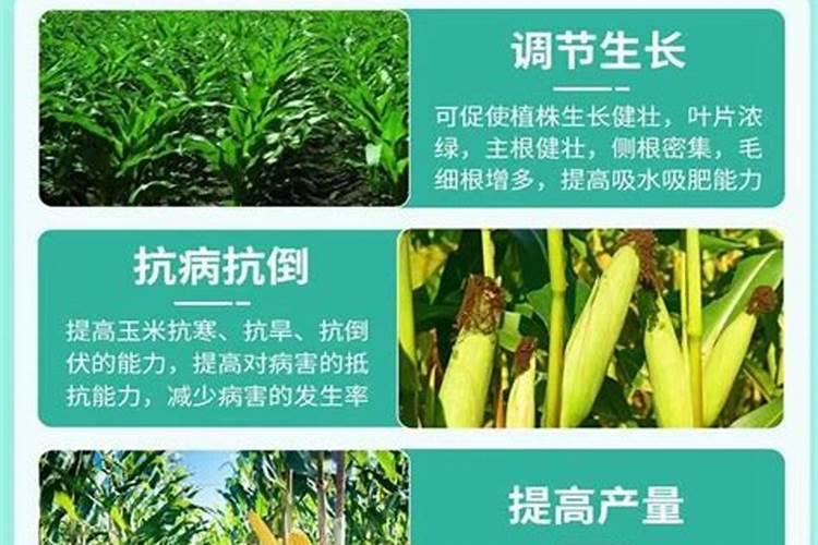 让玉米秸秆粗壮喷施什么叶面肥？
