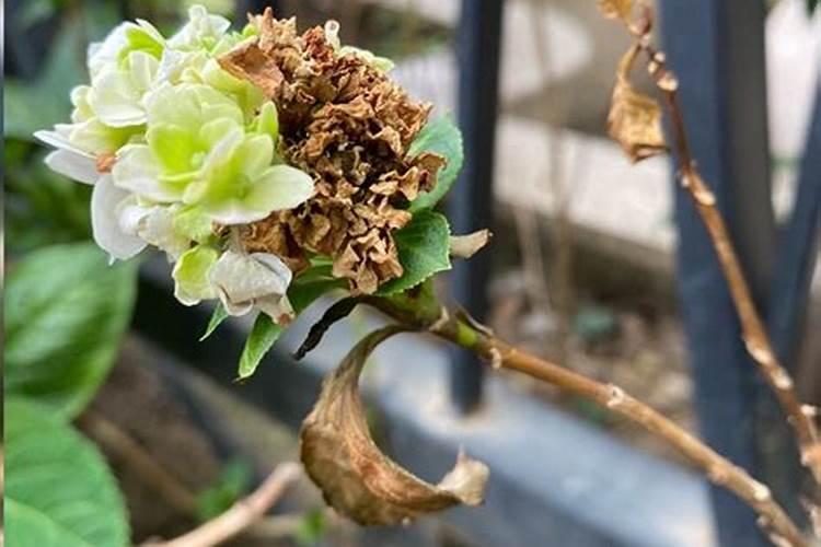 绣球花的施肥方法什么肥料好？