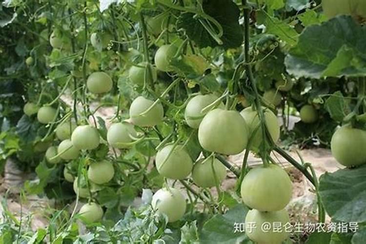 种植又香又甜的甜瓜施肥技巧