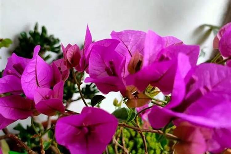 三角梅开花期间怎么施肥,施什么肥