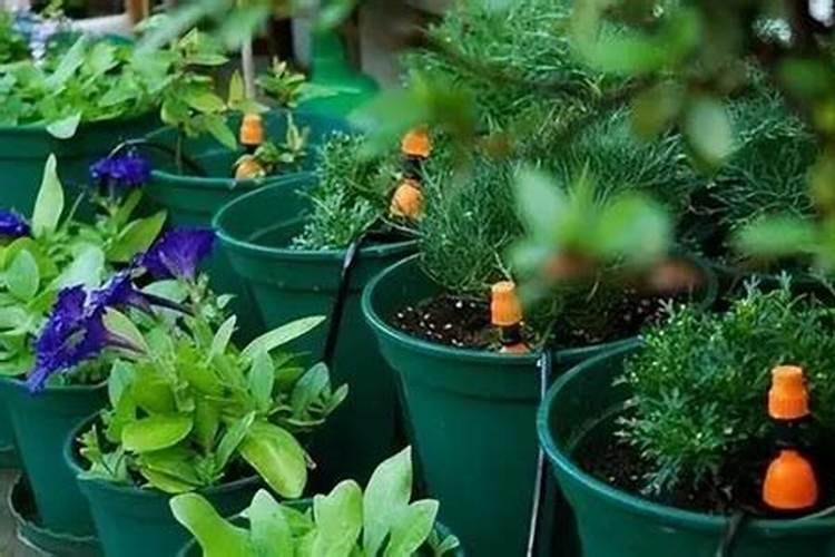 养花一般要施什么肥料