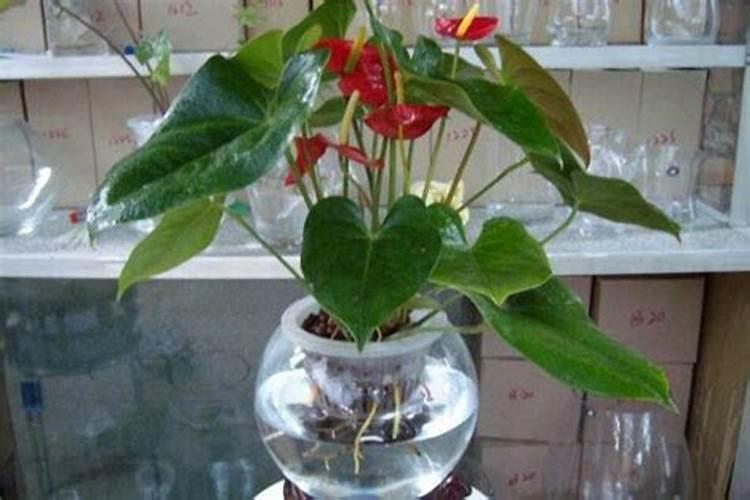 水培红掌要施什么肥好