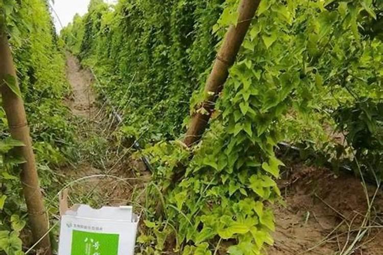 最好的磷肥第一名