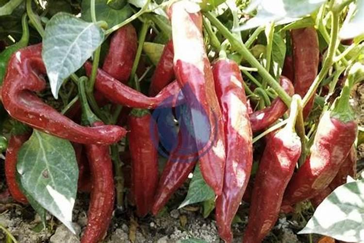 辣椒膨果期用哪种肥料比较好？辣椒喷施昆仑风叶面肥料？
