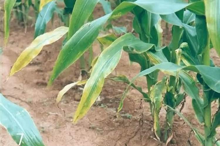 玉米使用什么叶面肥好(玉米喷施什么叶面肥效果最好)