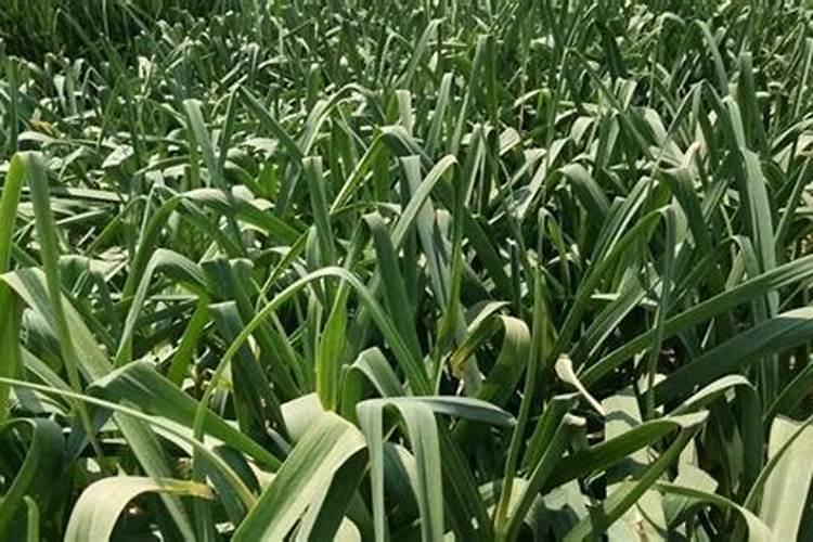 新疆青松建材化工股份有限公司的分公司