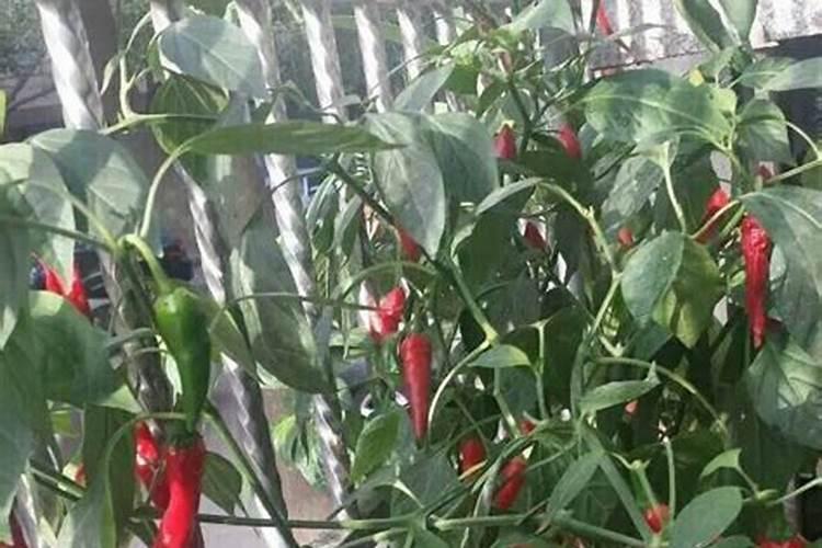 辣椒喷什么叶面肥结果多,多久喷一次