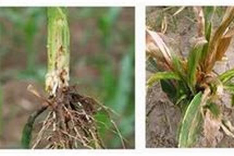 玉米什么时候喷控制矮化药好