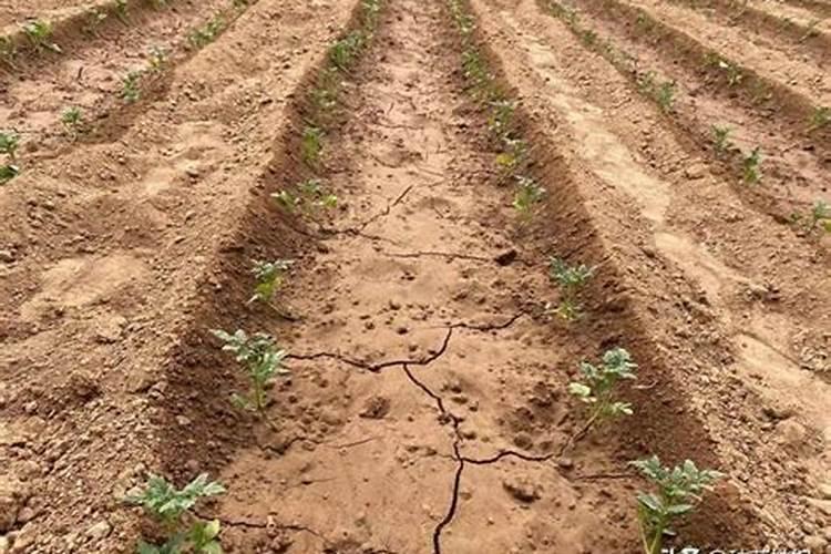 如何高产养水库