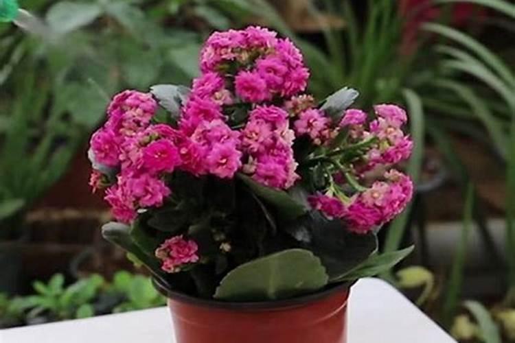 长寿花养殖方法