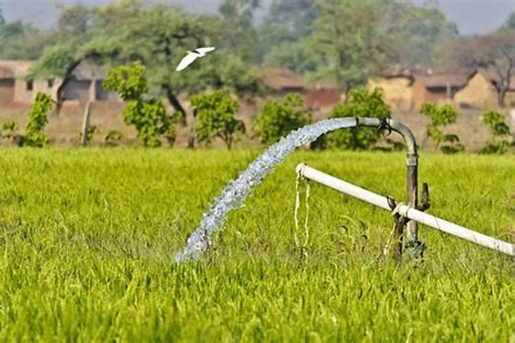 水溶肥施用方法与注意事项