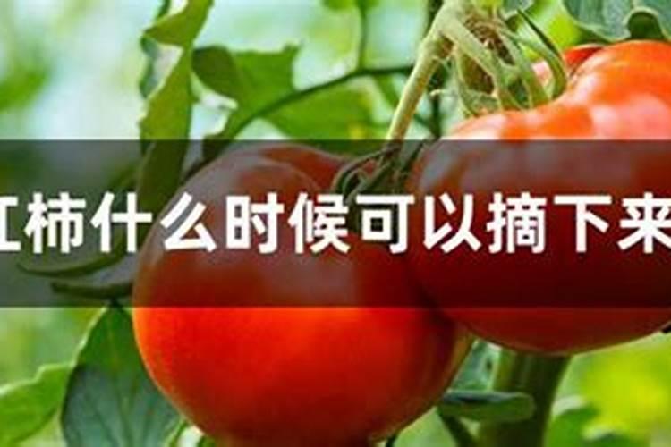 西红柿裂果,西红柿为啥裂果以及防治措施