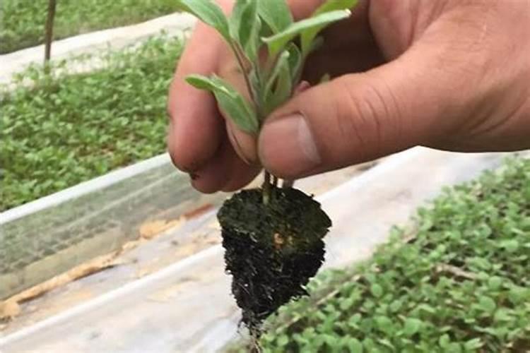 茶苗移栽后多久施肥