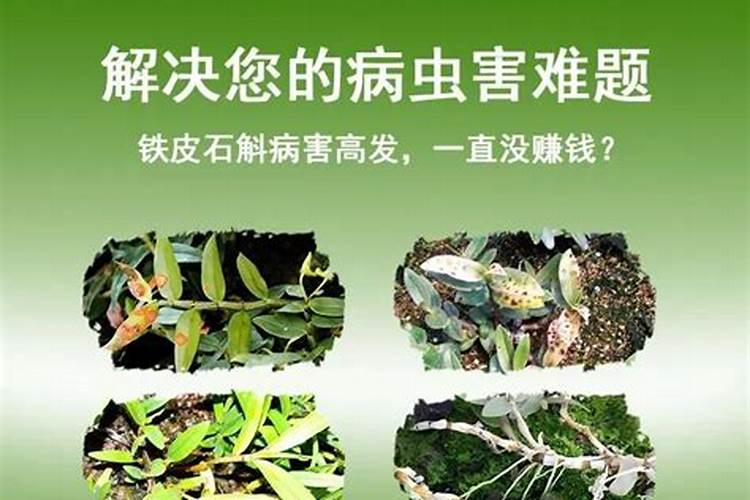 什么叶面肥最好 叶面肥哪个好