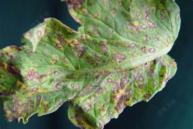 黄杨打什么药好