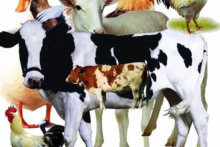 门面门口两边可以同时放发财树和金钱树吗？