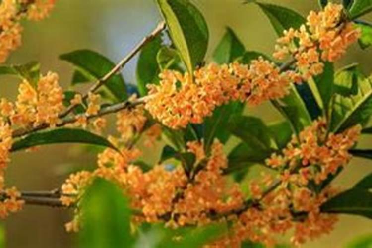 怎样能使桂花树长的快？施什么肥？怎样施肥？